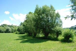 Prepoved obrezovanja mejic po 1. marcu 2015